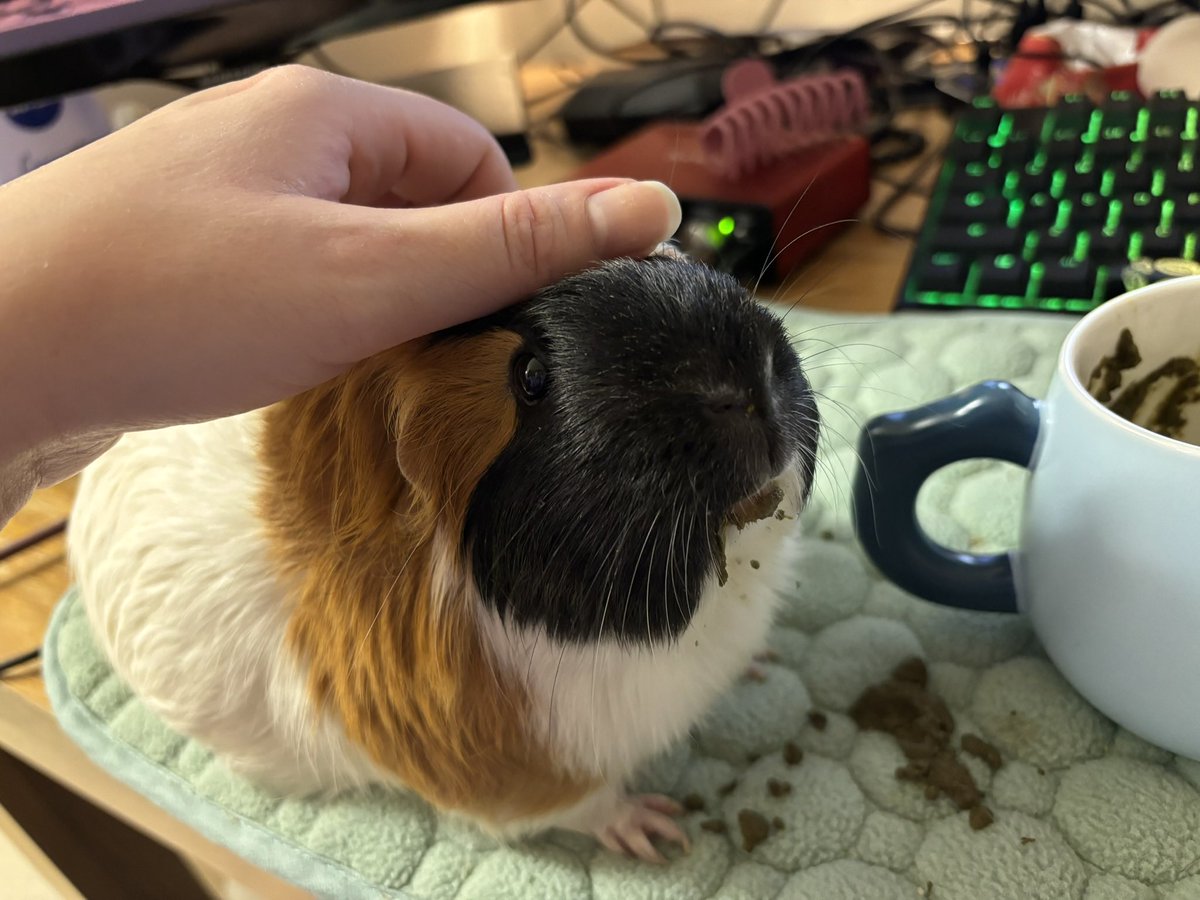 Ginger after having a post dental syringe feed 💕 the brown stuff is what leaked from the syringe (not poo hehe) xx