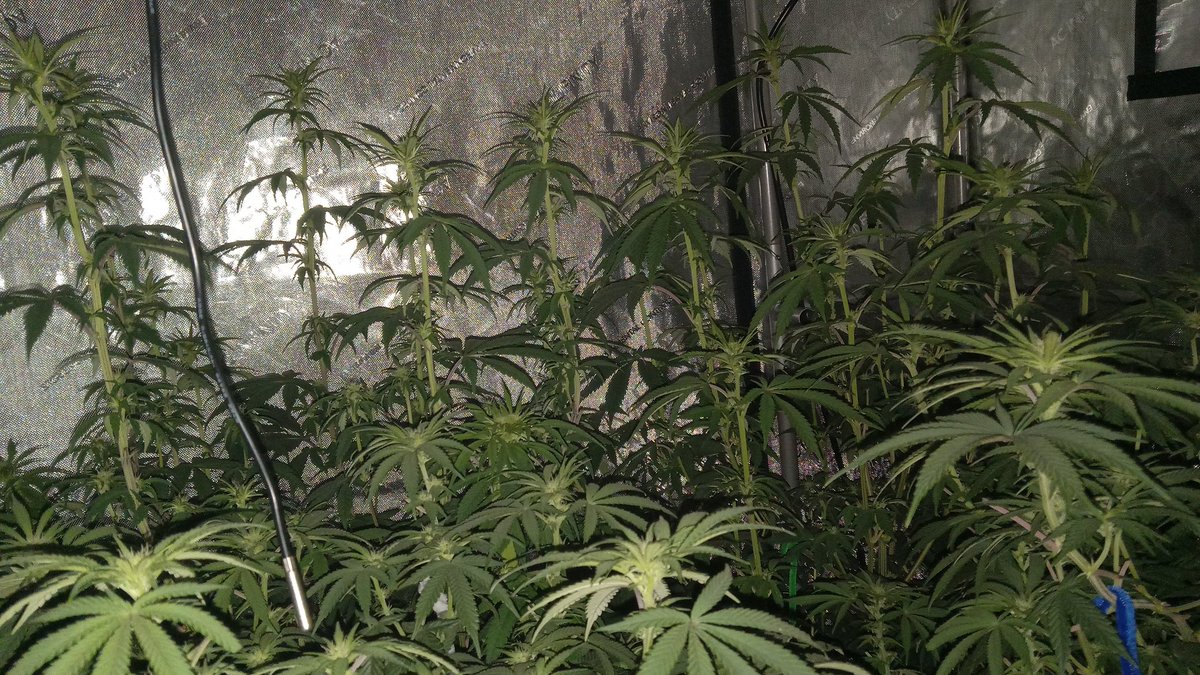 the fungal jungle tweet media