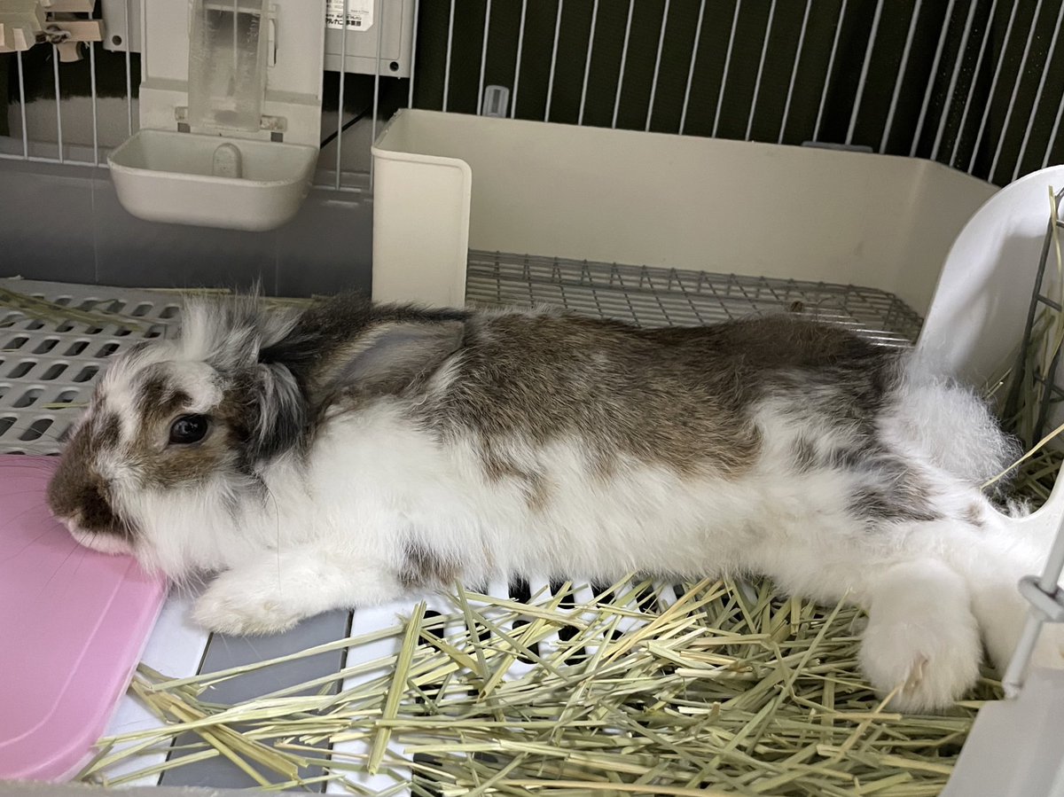 顔だけあったかいぜ...
#うさぎ飼いと繋がりたい　#うさぎがいる暮らし　#ライオンラビット