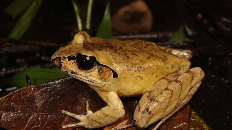 New high-quality Australian frog genome for Southern stuttering frog reveals assorted antimicrobial peptides. Excellent job @SimonTang_ on your first paper!! protect-au.mimecast.com/s/s8GnCANpgjCZ… @FarquharsonKate @KathyBelov @DrEmmaPeel @ARC_CIPPS @ThreatenedSpGen