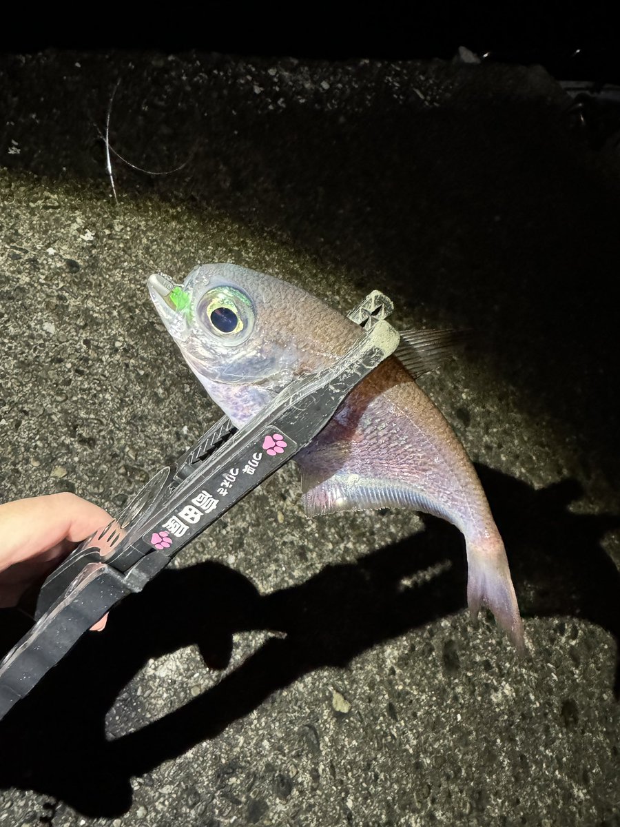 kyoumosakana's tweet photo. 魚矢さんの極上カラー 「ケイムライムチャート」でハタンピング
簡単に釣れると見せかけて一辺倒なアクションやカラーローテしないと見切るのがおもしろい
@ERTEL_official
#ERTEL #UOYA #ケイムライムチャート https://t.co/A6jhX54sSt