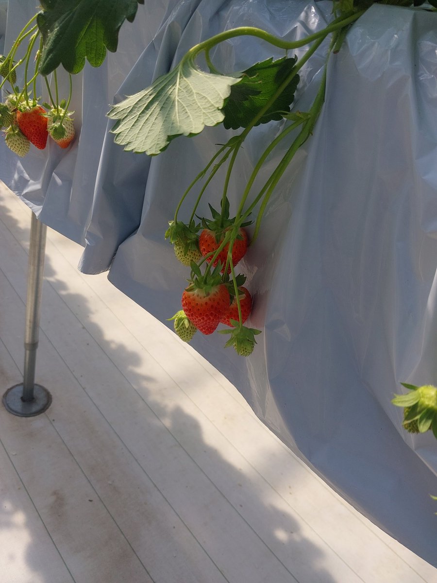 kydpf400's tweet photo. 今日は孫とイチゴ🍓狩り小娘も急遽参加で久しぶりに家族揃った😃
#FARMLAB
#渋川
#いちご狩り https://t.co/877HQel4qk