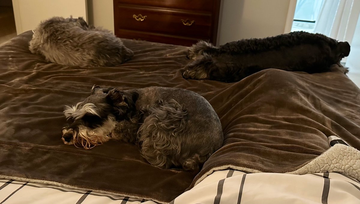 Night at grandmas house #SchnauzerGang #dogsofx