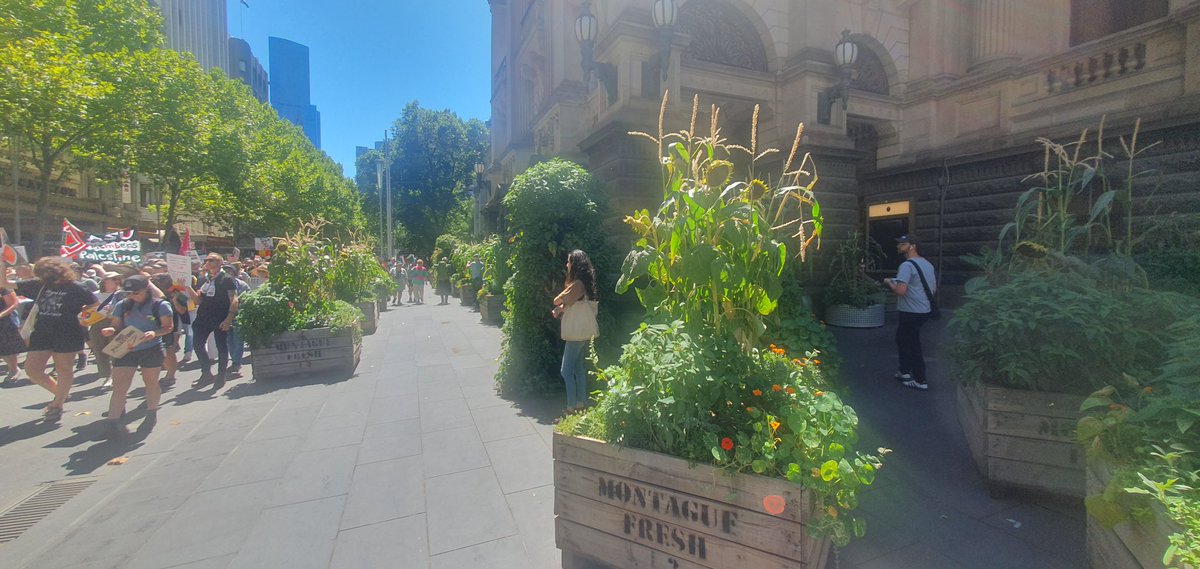 Kudos to @cityofmelbourne for this very impressive #urbanagriculture feature outside Town Hall in the heart of #Naarm #Melbourne. Looks like they've doubled their growing bed numbers this summer - great work!! #Sustainability #SustainableCities #SustainableFoodSystems