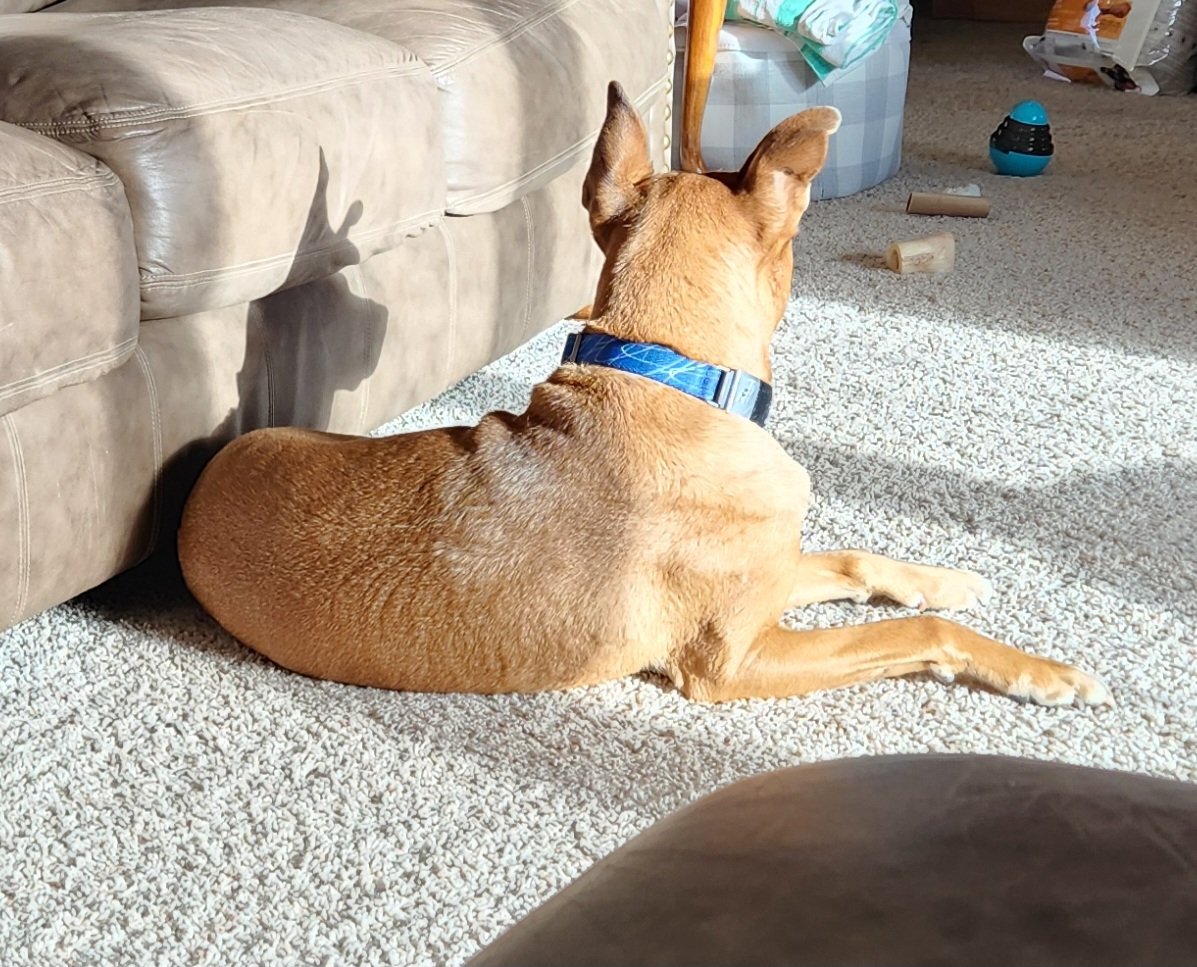 Here's a picture of the 2 of us enjoying the sun.....just me and my Scooby-Doo shadow.