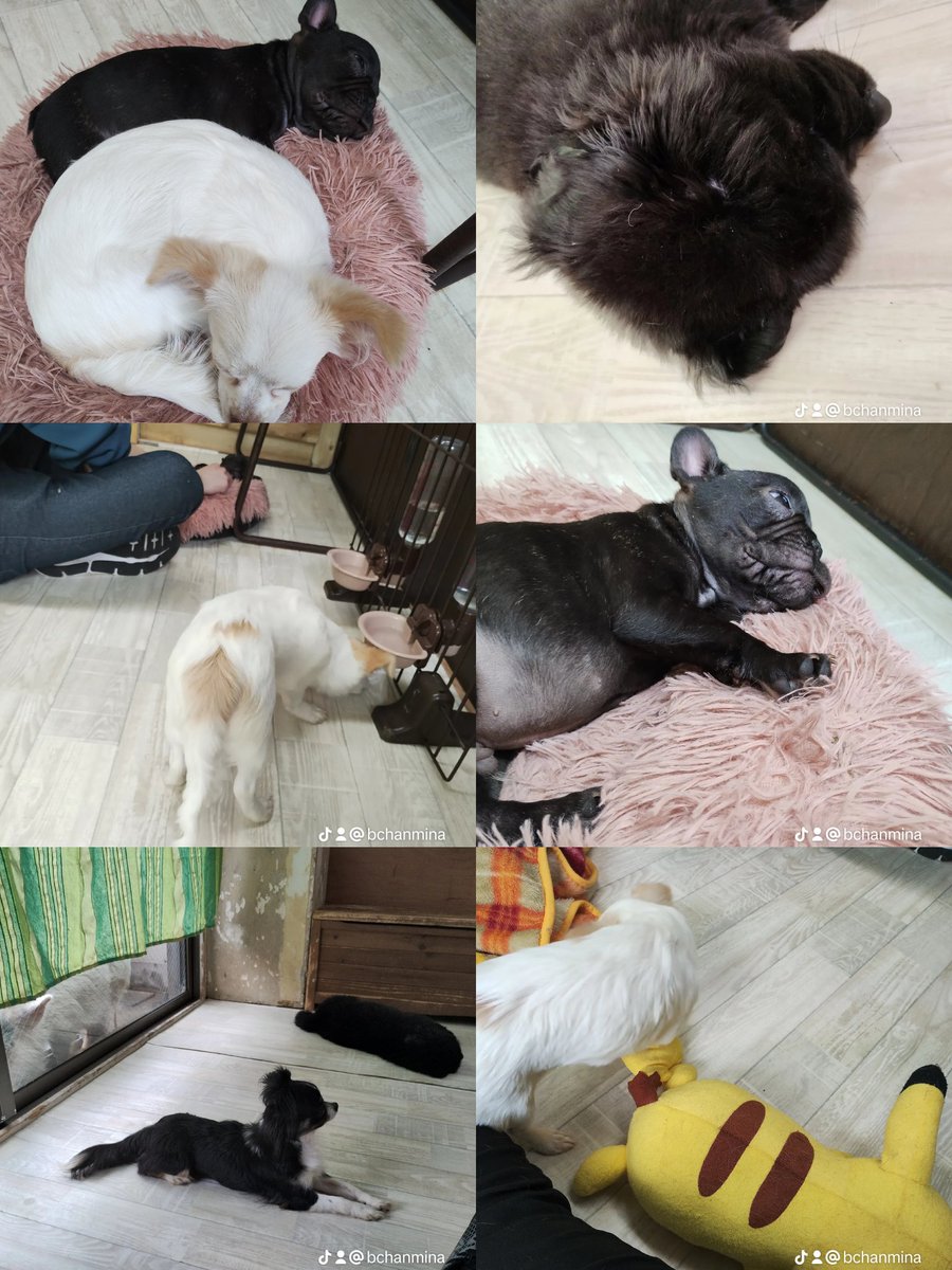 minaegao37's tweet photo. 🌼 #happygrow の #子犬 ちゃんたち🌼 https://t.co/9d5MEnkLnj