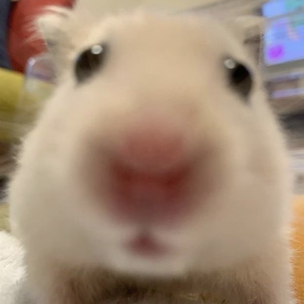 햄스터너무제눈앞에있는거아니에요?