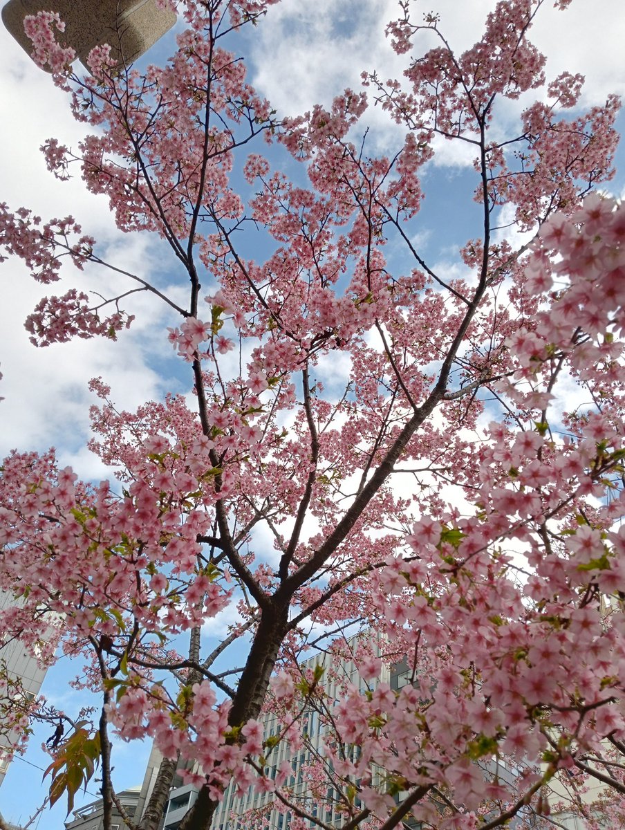 先日のオーディションで嬉しいお返事をいただいて、本日撮影！
暖かい。花咲いてる。
いってきますー🌸