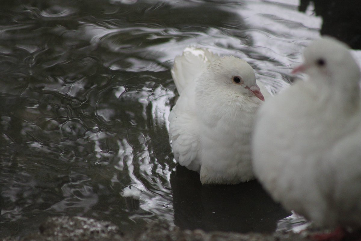 #photography #35mm #nature #birds #doves #whitepidgeons #walking #parkwalks #pond #water  #sunshine #autumnlastyear #september2023 #unitedkingdom