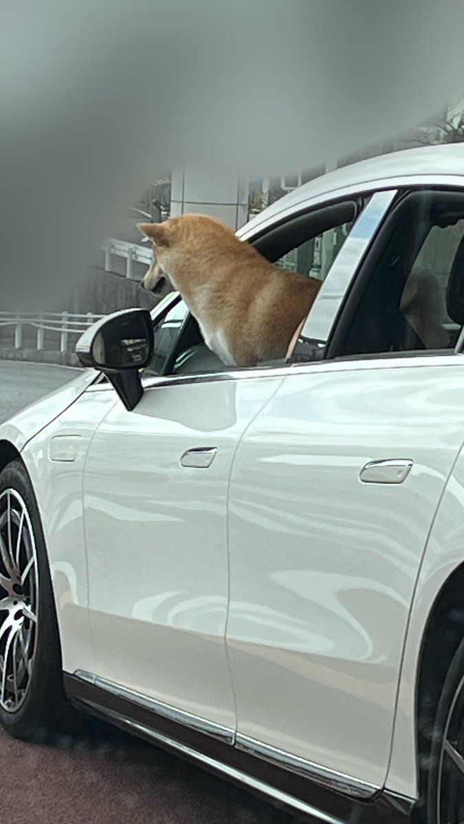 パン屋帰り道、シバさんが高級車で信号待ち🚥

凄く可愛かったので撮っちゃいました🐶