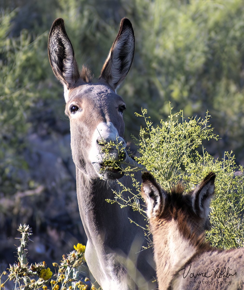 The_Jr_Citizens's tweet photo. Burro Mama and her foal. Lake Pleasant Arizona.

#arizona
#naturalarizona
#travel
#leisure
#canonphotography
#desert #wildDonkeys
#southwest #wildanimals
#naturephotographer
#naturephotography #wildlifephotography #lakepleasant https://t.co/iDrWEMGoK8