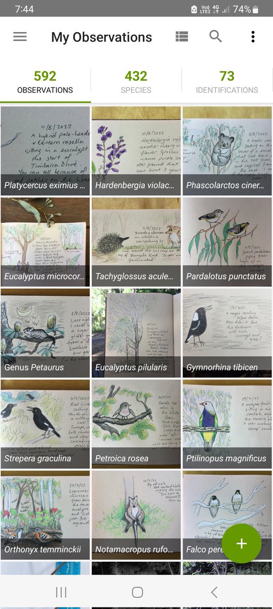 Did you know that @inaturalist accepts nature journal entries as records?