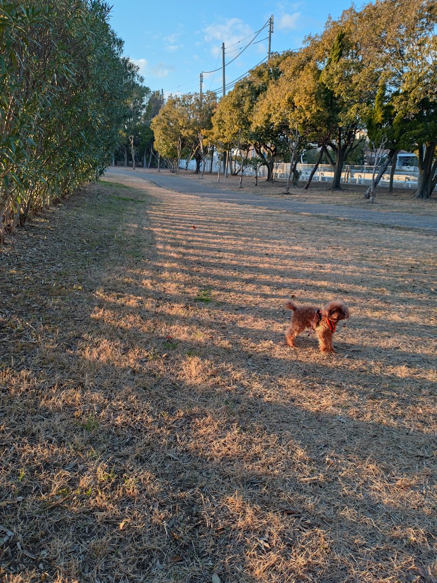lavender0909's tweet photo. 今日は風もなく暖かかったから足を伸ばして浜の反対側へ🐾🐾
夕日がいい感じで気持ちよかったね🌅 https://t.co/CTfxwBRbem