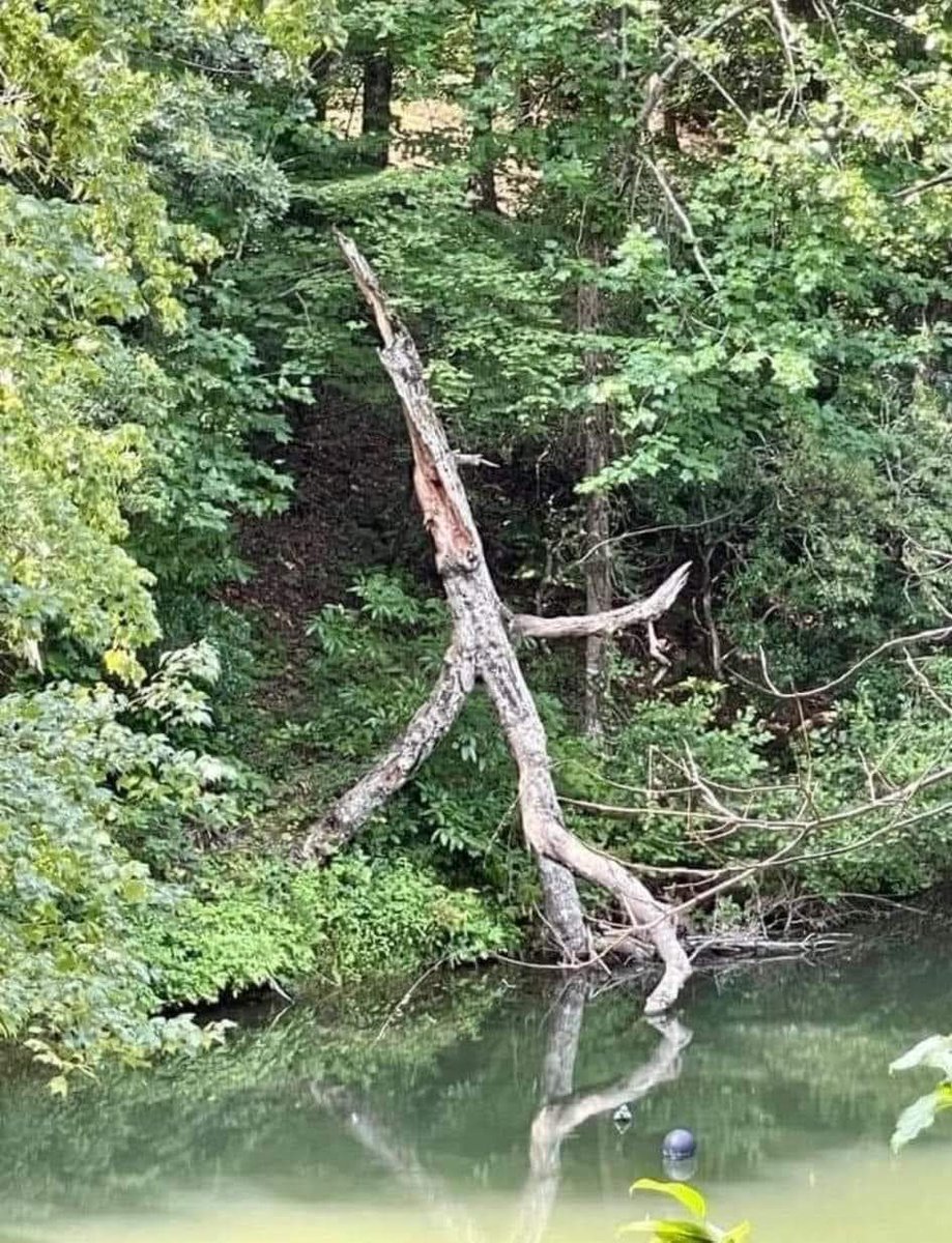 This tree looks like it's sneaking out of the woods. 😁