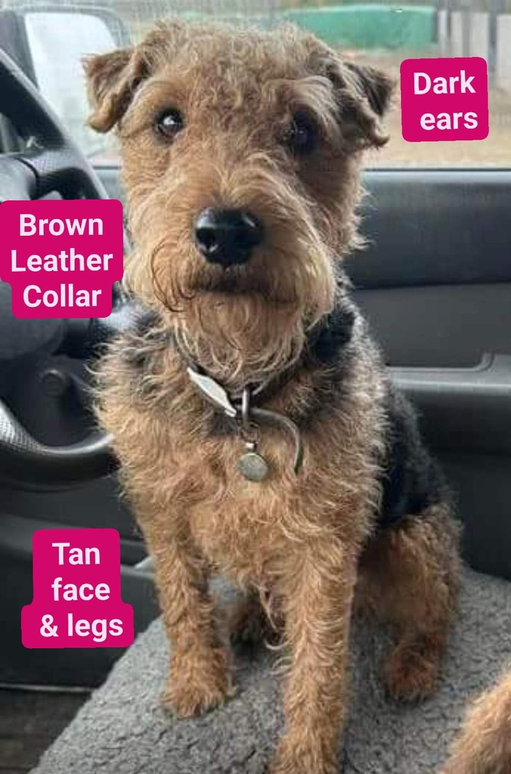 Airedale deals terrier kijiji