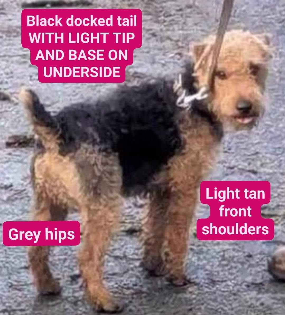 MissingPetsGB's tweet photo. It takes only a second to share a missing dog poster. It doesn’t matter what area you're in, BEAR could be anywhere by now.

Whether you live in England, Wales, Scotland or Ireland, please share as he could easily be in the next road/street/village or town near you
#BringBearHome https://t.co/VZMJX4PgGt