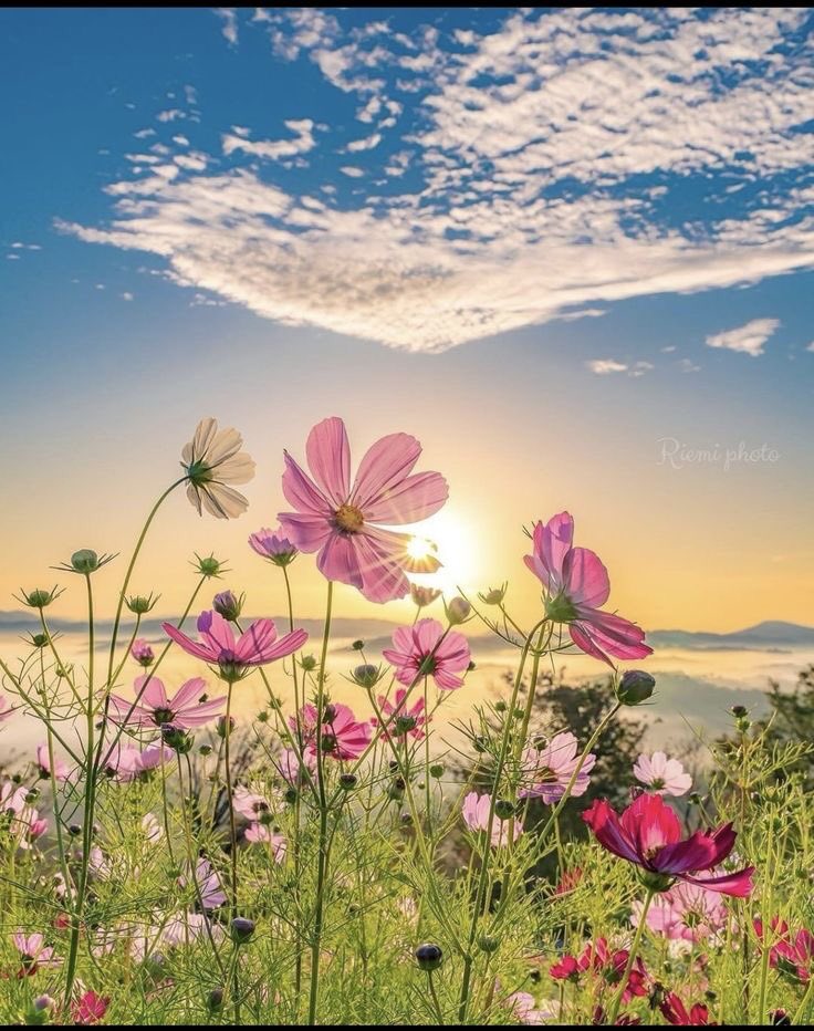 violettweets_'s tweet photo. pretty flowers. https://t.co/ol7sbesqpQ