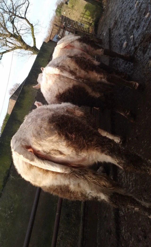 Cathal Gormley tweet media