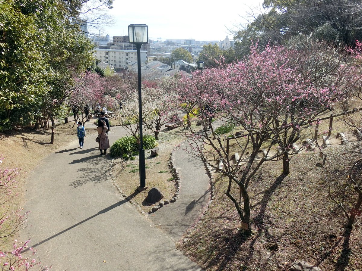 「須磨離宮公園に梅を見に行ってきました。午前中は天気も良く暖かったのでなかなかの梅」|ＭＡＲのイラスト