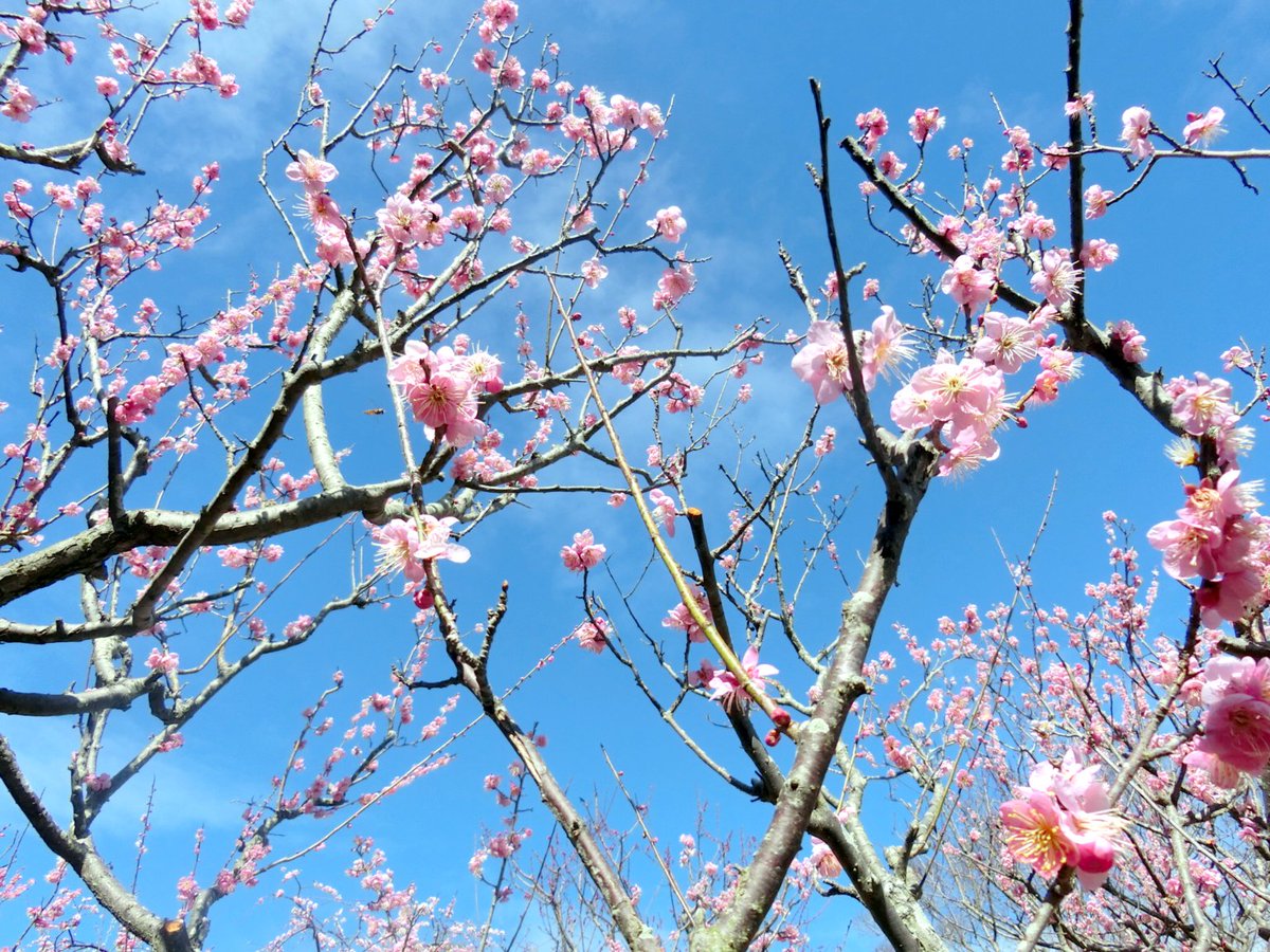 「須磨離宮公園に梅を見に行ってきました。午前中は天気も良く暖かったのでなかなかの梅」|ＭＡＲのイラスト