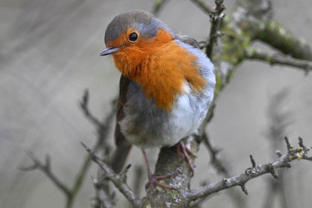 andyjonesfoto1's tweet image. Robin, Peak District - 15th Feb 2024. @Natures_Voice @PeakDistrictNT @peakdistrict #Robin #winter #lowtemps #PeakDistrict #birdphotography #Nikon #local