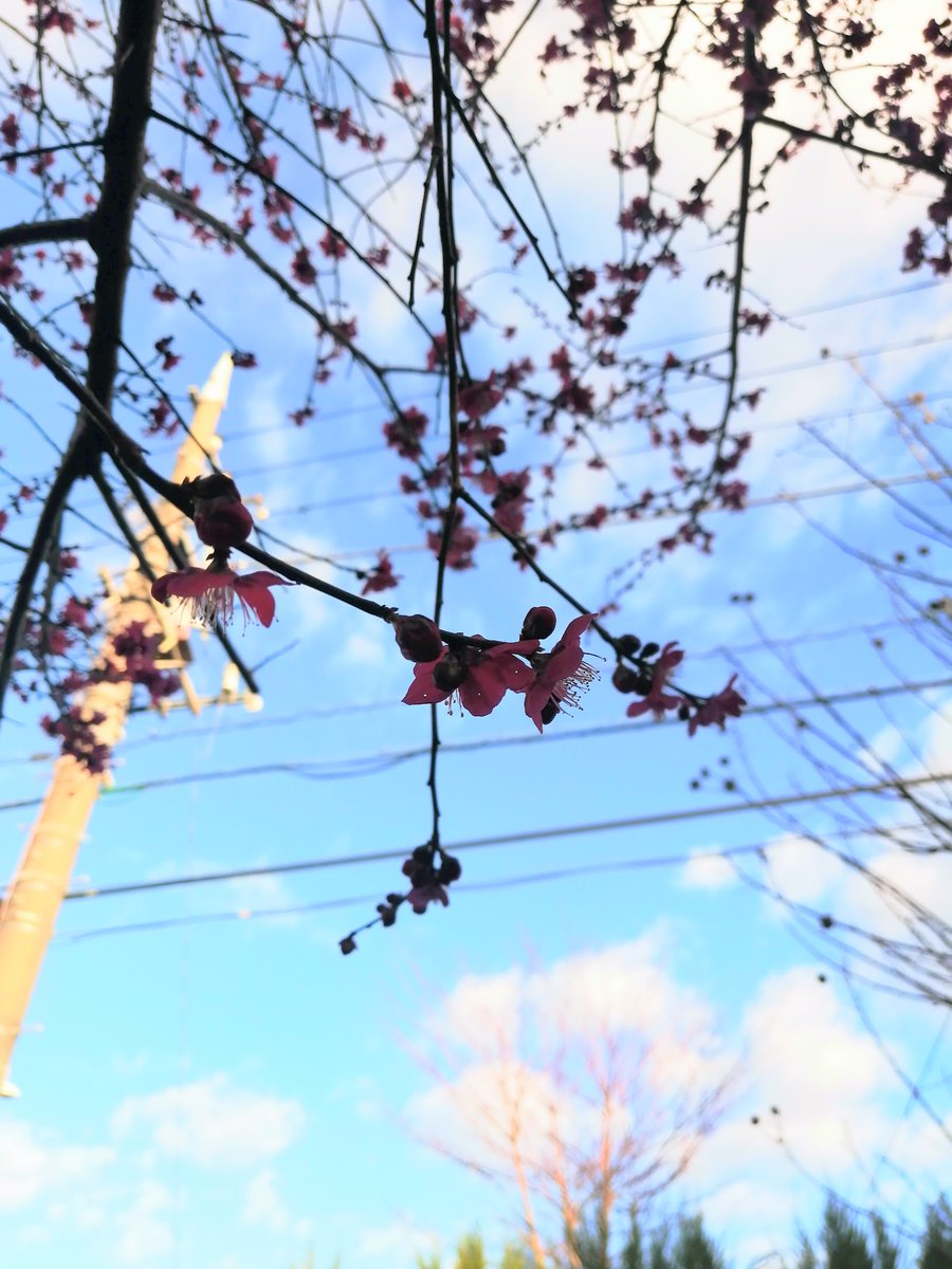 sky outdoors tree cloud power lines day blue sky  illustration images