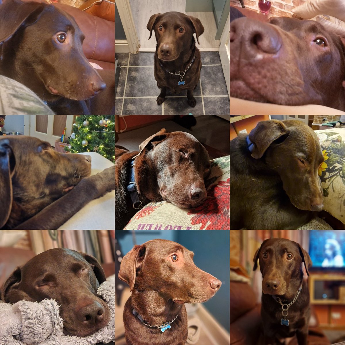 It's George's #birthday born on 18.2.2018 ....6 today and still a knobhead but a lovable one 💖