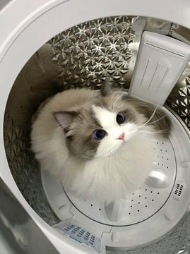 Found a new cat nest!