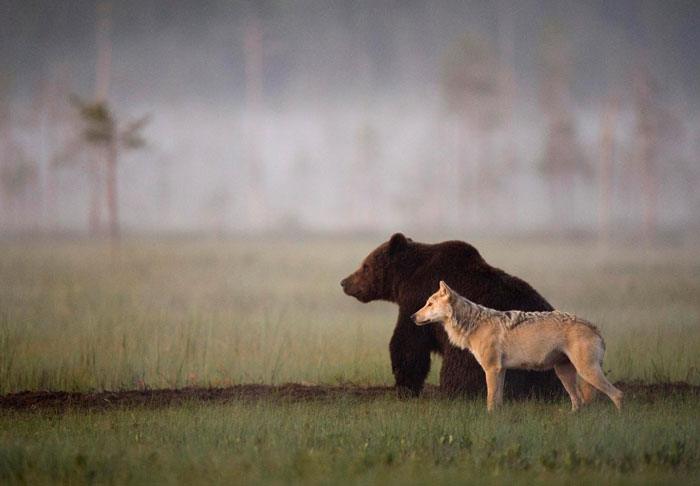 The story of the unusual friendship between a female grey wolf and a male brown bear. They were spotted every night for 10 days straight, spending several hours together between 8pm to 4am. They would even share food together.

Finnish photographer Lassi Rautiainen observed them