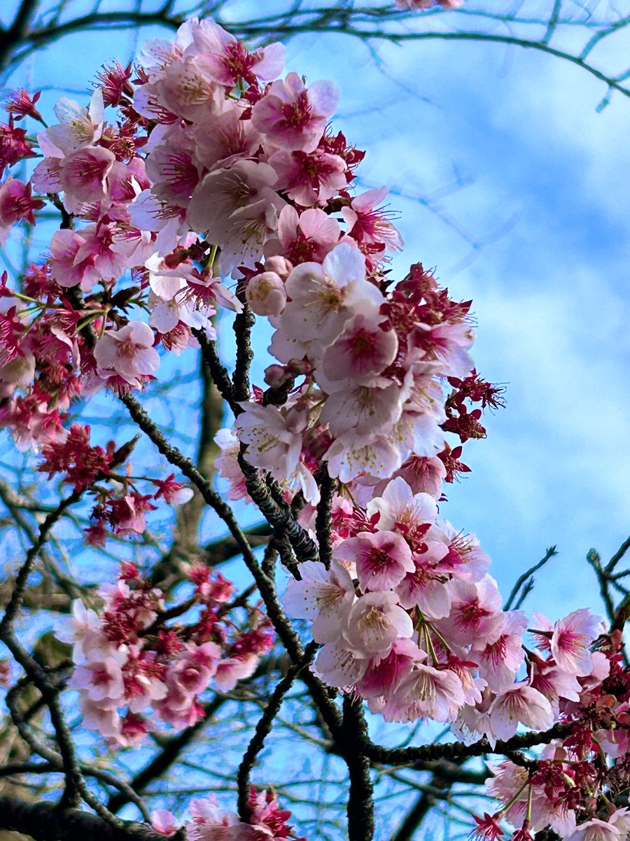 mikomi808's tweet photo. 桜咲いている！〜🌸 https://t.co/yVDONIuNBh