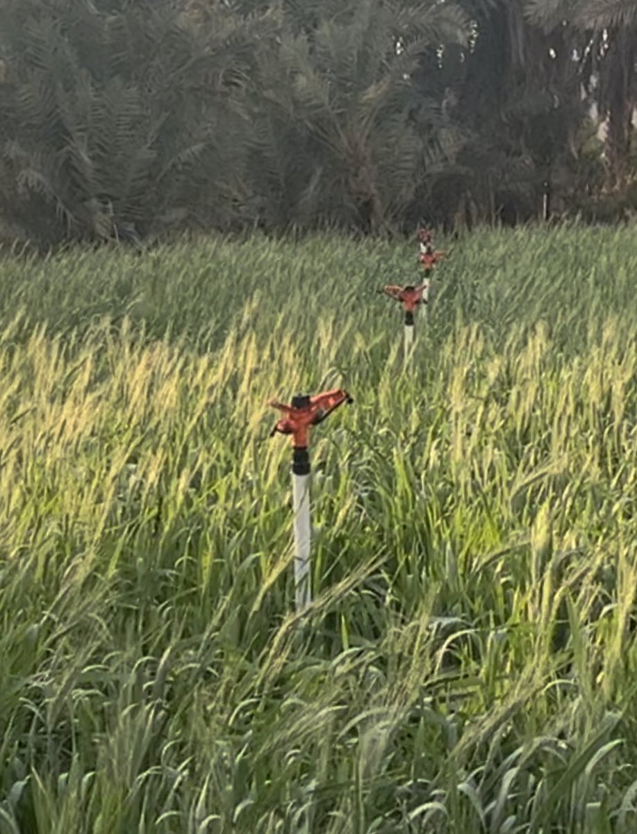 Quality_for_all's tweet photo. @agri_ext 
السلام عليكم 
صباح الخير 
هل هناك تأثير للرشاشات على سنابل القمح؟ https://t.co/wRxPX3Nqye