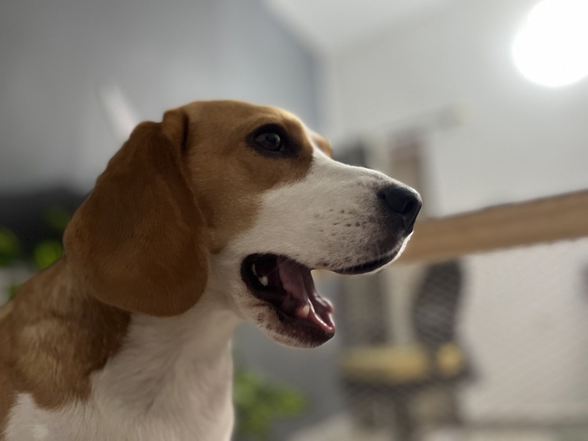 rahashiven's tweet photo. Capturing a moment with my smart girl… Her face never fails to reignite and deepen my love for her…❤️🧿

#petlovers https://t.co/VElC98Nez4
