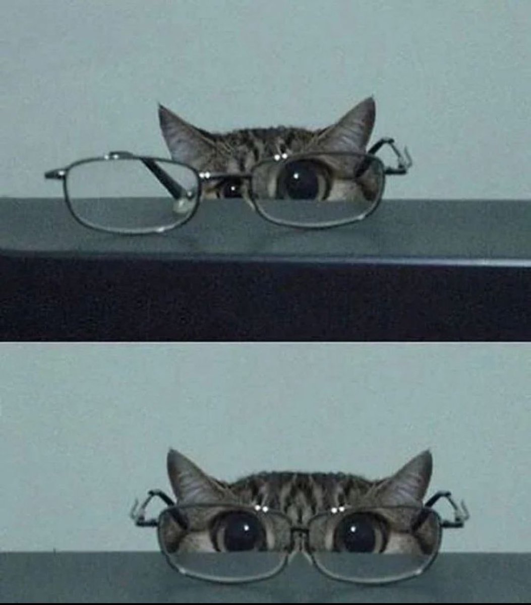 PunchingCat's tweet image. 