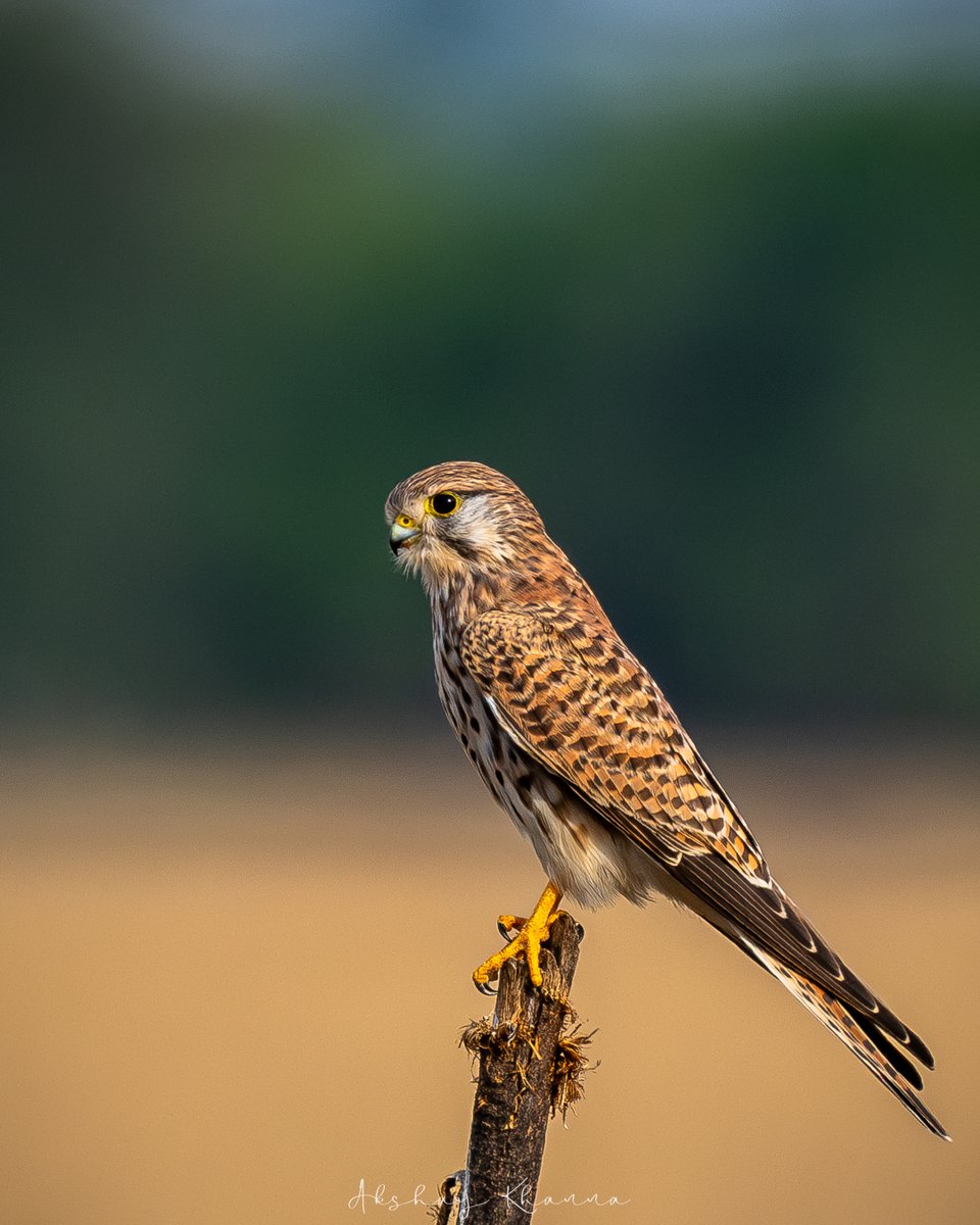 Common #Kestrel (#EurasianKestrel) 

📍Tal Chhapar, #Rajasthan.

Nikon D7500 
Nikkor 200-500mm

#BBCWildlifePOTD #natgeoindia #ThePhotoHour #BirdWatching #birdphotography #lensonwildlife #birdsofindia #wildlifephotography #raptors #birdsofprey #falcon #POTD #talchhapar #outdoors