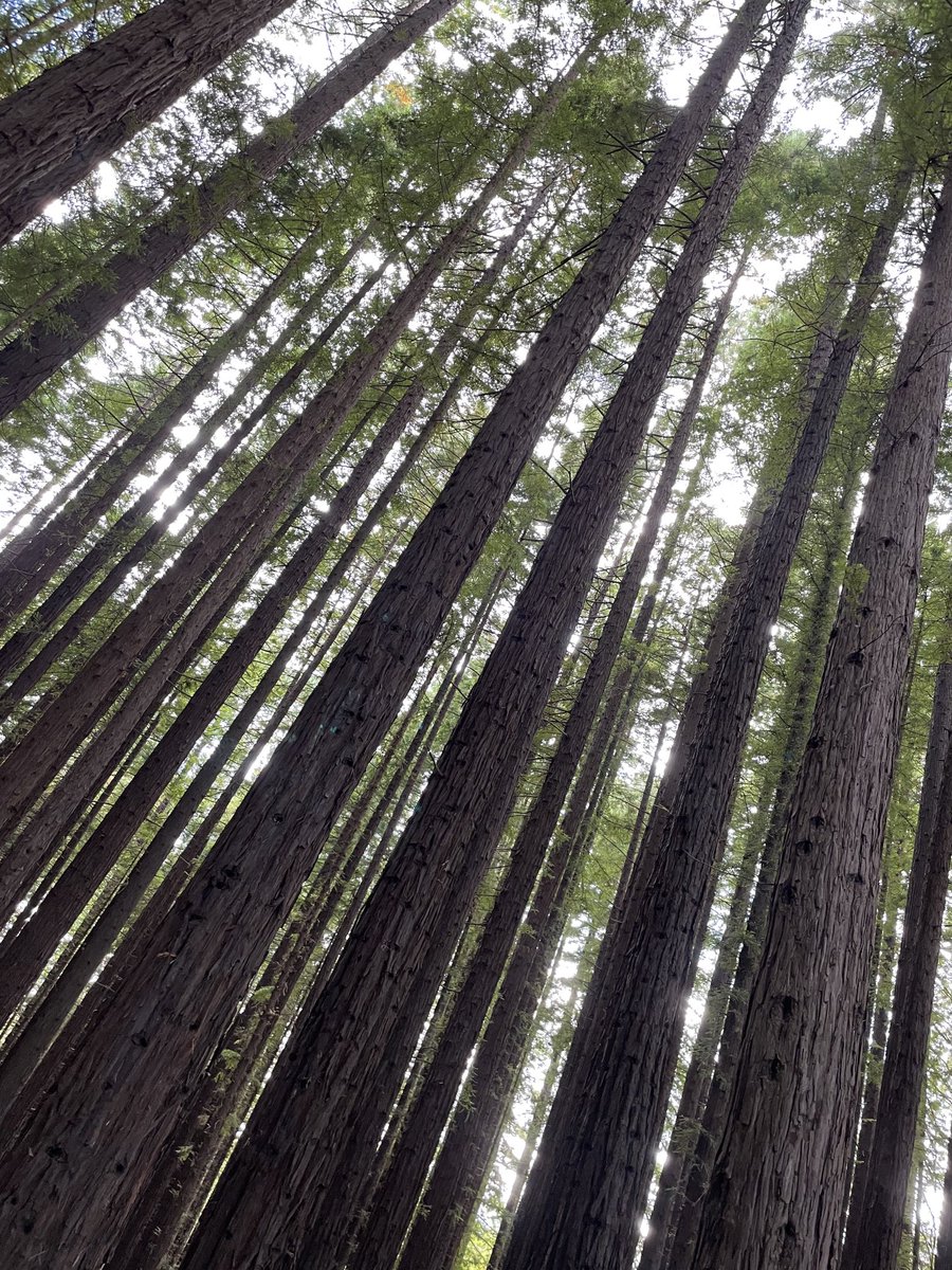 🌴 #redwoodforest