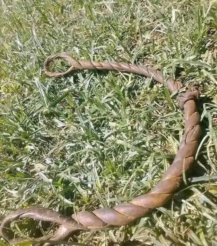 An important instrument that was an integral part of disciplining folks in rural Zimbabwe. The reason why most of us with rural background grew up well disciplined 🤣🤣🤣