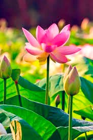 🪷 Ganesh Parshad 💎 tweet media