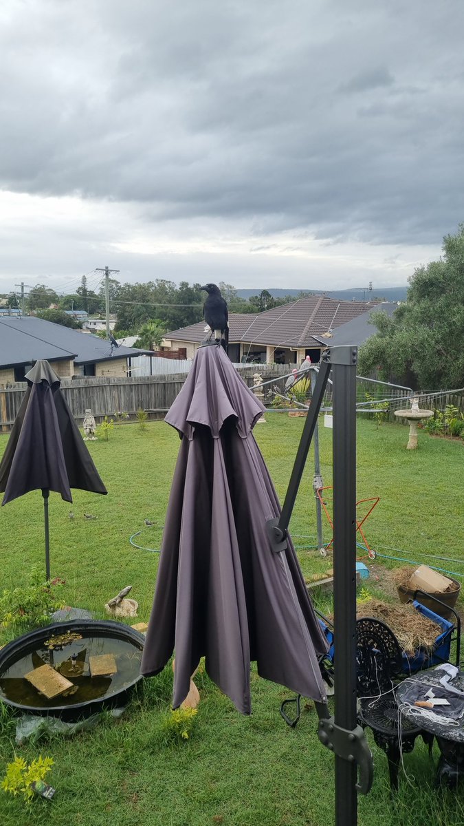 SheScreams15's tweet photo. Some of our lovely visitors! The lorikeets are very chill, and enjoy snacking while we garden. This currawong is still a baby, and likes to catch the meat like a fancy guy.

#birds #birdsofaustralia #Australianbirds https://t.co/ywI571zQ5j