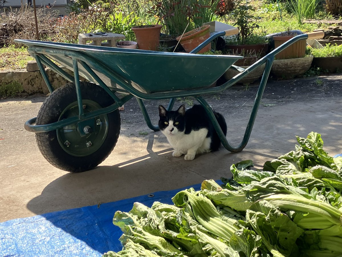 高菜を塩揉みする祖母と見守る猫。