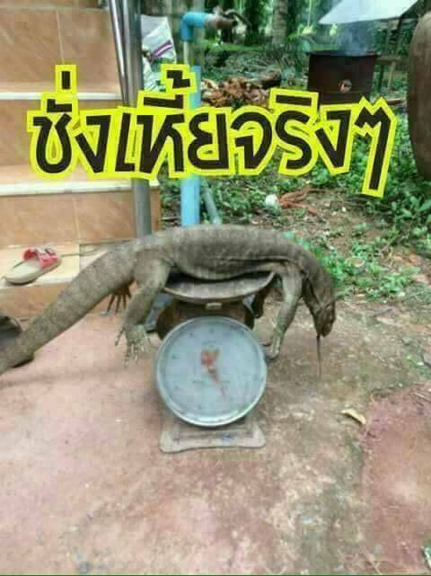 PRodtheang's tweet photo. @Fanclubman @Nacky_Chp นี่คือความคิดของคนเป็นหมา..เฮ้ย..หมอเหรอครับ?? https://t.co/fwBuZ6CS38