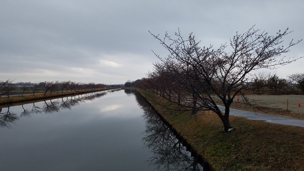 笠松河津桜
少しだけ咲いてた
雨やまないかな😑