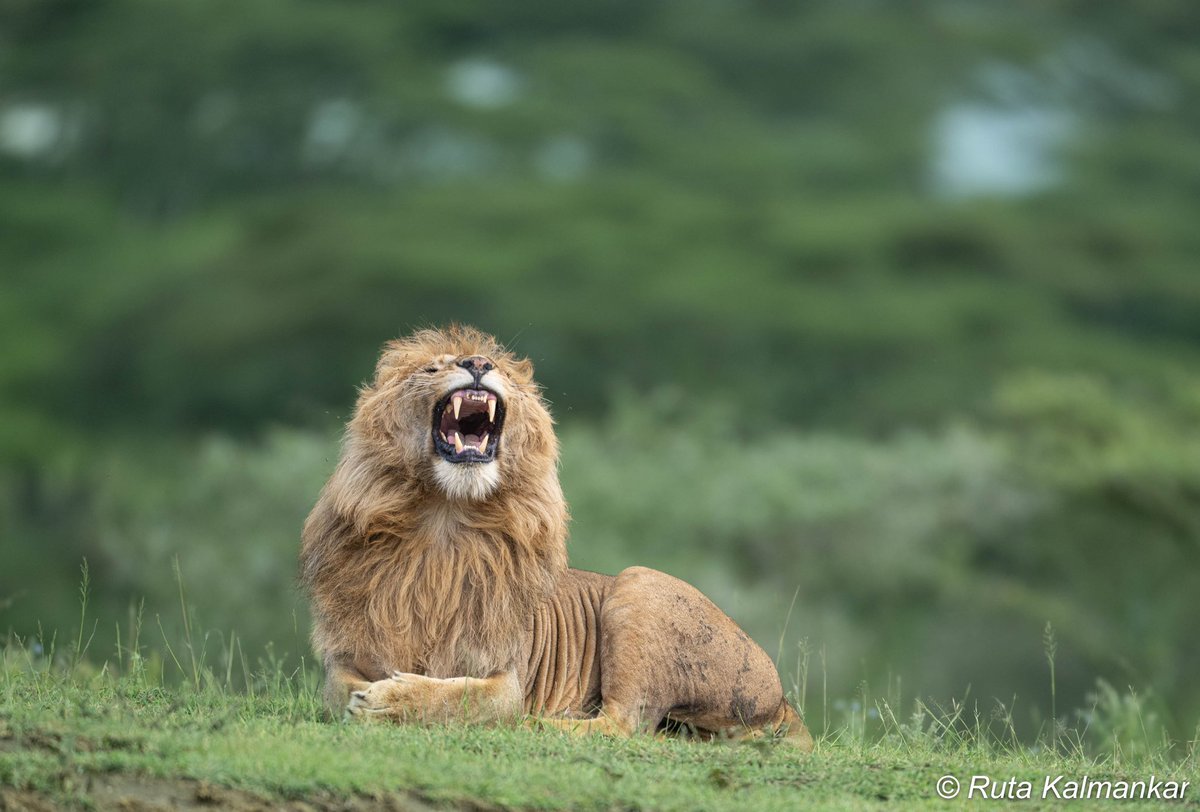 Good Morning!!
Lionking@Masaimara 
गर्द हिरव्या पार्श्वभुमीवर आरामात विश्रांती घेणारा सिंहराज 
#BBCWildlifePOTD #wildlifephotography #goodmorning #nikonphotography #Nikon #photooftheday #TwitterNatureCommunity