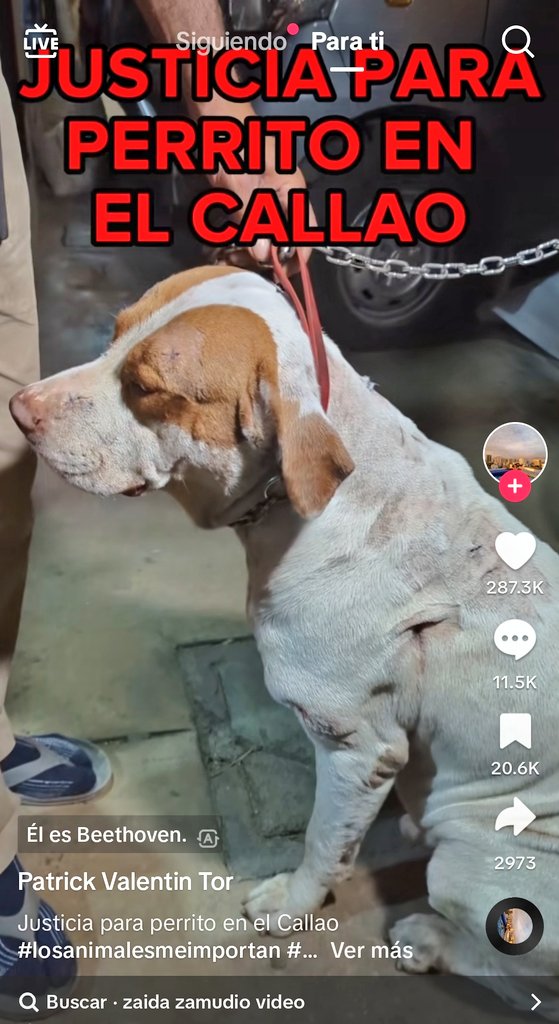 incondic_peru's tweet photo. JUSTICIA PARA BETHOVEN!
#BastaDeAgresiones
#NoAlMaltrato https://t.co/20q0krd0aC