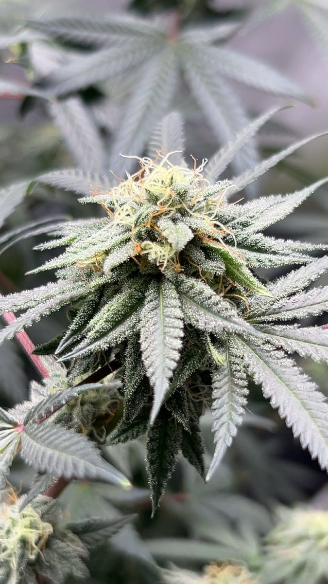 Greenhand genetics at work 🧙‍♂️lookin fantastic as this one pushes thru mid flower.