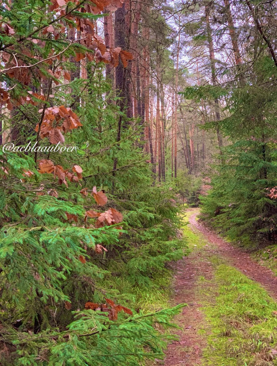 You are the one that creates peace within yourself. No one else can determine that. If you are determining your peace based on the actions of others You will never be at peace. Ever! You simply have to DECIDE. - Bashar Have a blessed and beautiful Sunday. 🌤️🌿🌲