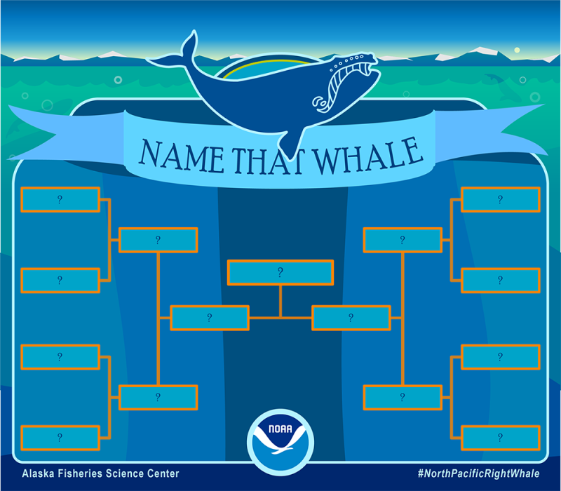 NOAAFisheries's tweet photo. Help us name a North Pacific right whale! 

We're holding a contest to name a newly identified whale that was spotted during a survey last year. You can submit entries until February 25. Winners will be announced March 7! Learn how to submit: https://t.co/AWeN0FpGM7 
#WhaleWeek https://t.co/ZuMBH67uFj
