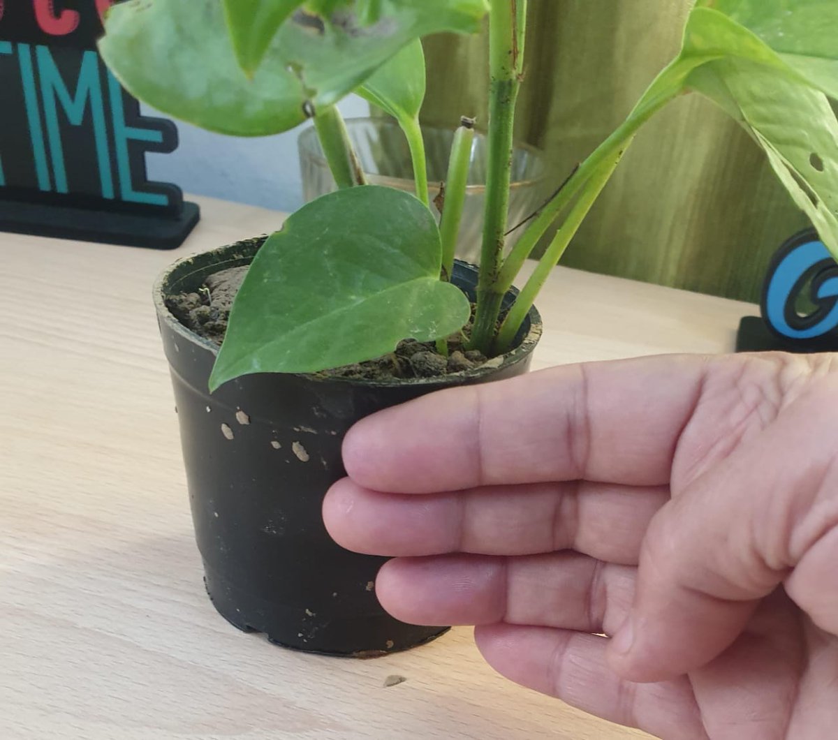 Farah Imam tweet media