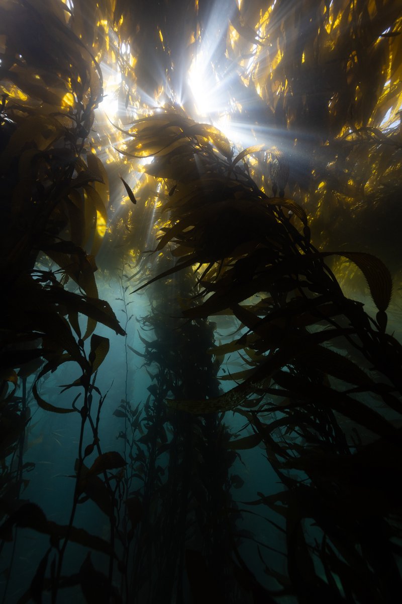 Kelp Photo Awards deadline extended to March 3!! Win prizes in 8 categories & help protect & restore 4 million hectares of kelp forest by 2040 💚 @KelpAlliance @UNOceanDecade #kelp #photocontest @NG_PristineSeas @PippaEhrlich kelpforestphotoawards.com