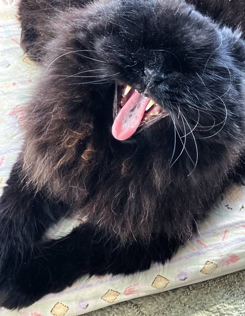 撮ろうとしたらアクビをしたので
バケモノみたいな写真になってしもうた 