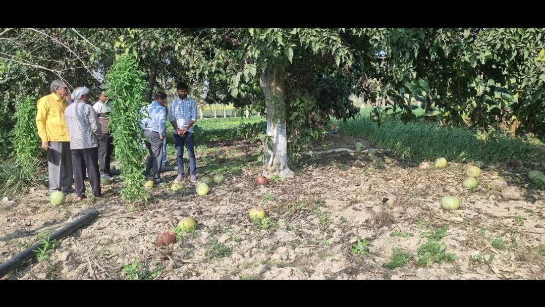 IFFCO_UP's tweet photo. The deficiencies of Zn, B &amp;K observed in plots. Suggested for foliar sprays of IFFCO  Boron (20% B) @ 2 - 4 g per litre of water and of Zinc sulphate  (33% Zn)  @ 3 g/litre of water at fortnightly interval.@IFFCO_PR @drusawasthi @iffcoyogendra @abhimanyuiffco https://t.co/ZNTGNyXTLN